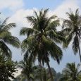 Hauts palmiers