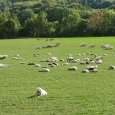 Un troupeau de moutons bien gardé !