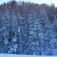 Forêt bien chargée de neige