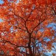Somptueuses couleurs d'automne