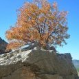 Bel arbre aux couleurs d'automne