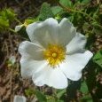 Fleur de Ciste blanche